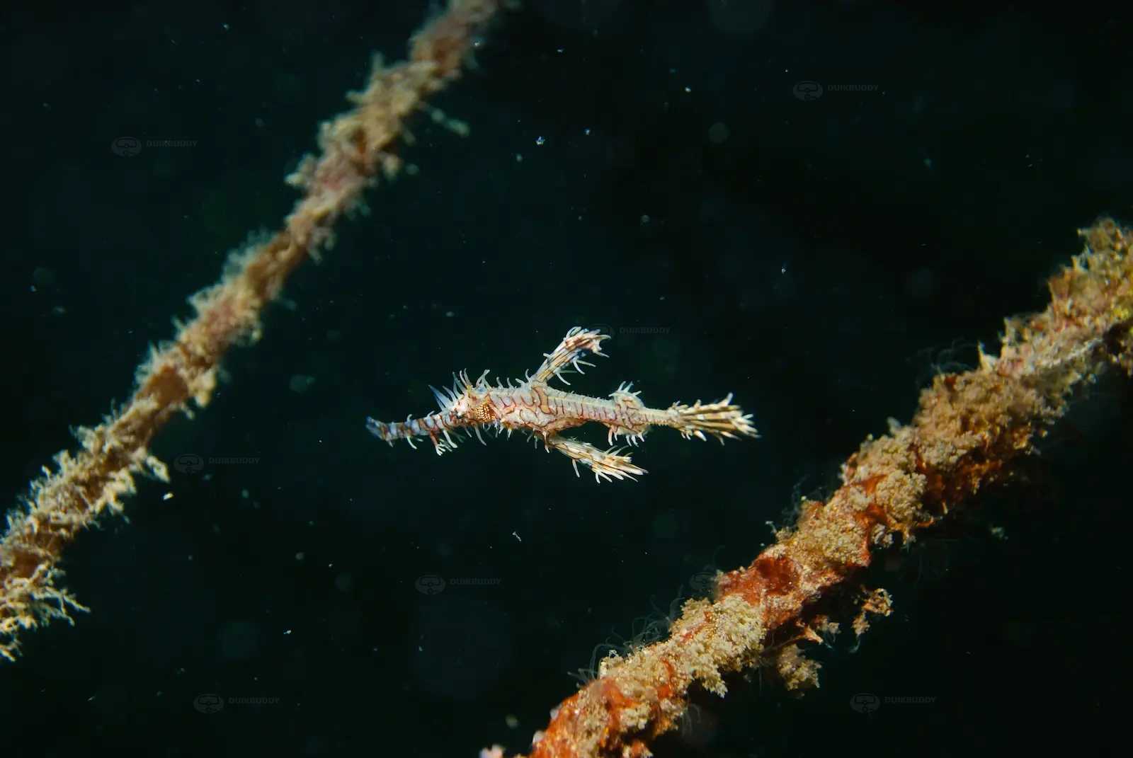Mandarin Valley-Palau Kapalai